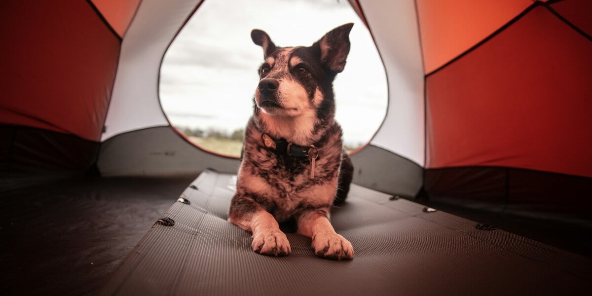 6 Critical Mistakes to Avoid when Camping with your Dog