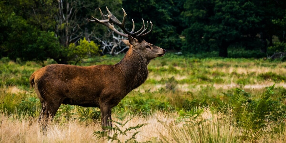 Wild stag in a field