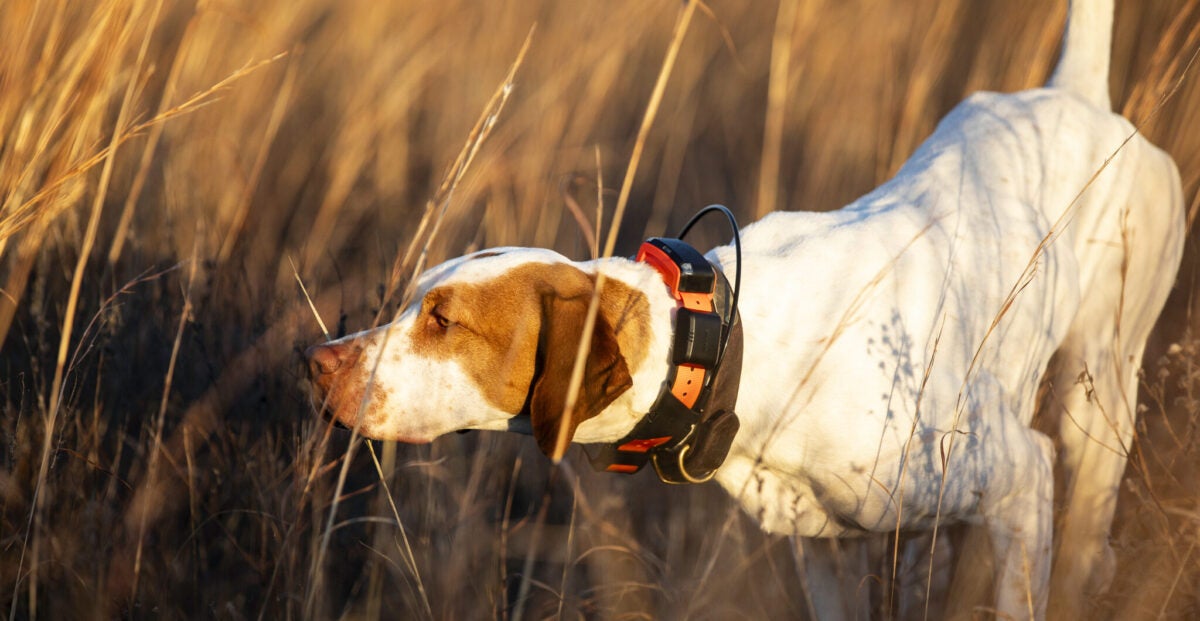 Garmin Announces Alpha LTE: Cellular-Based Dog Tracking Integration