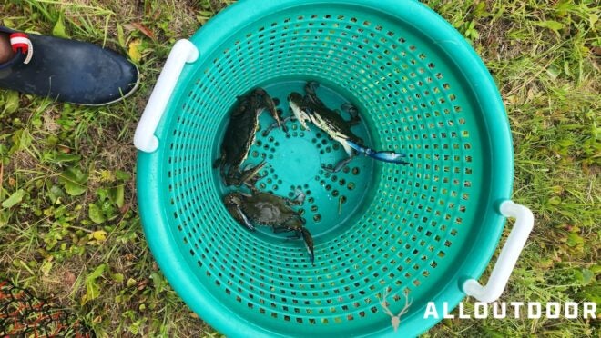 Florida blue crabs for stuffed deviled crab