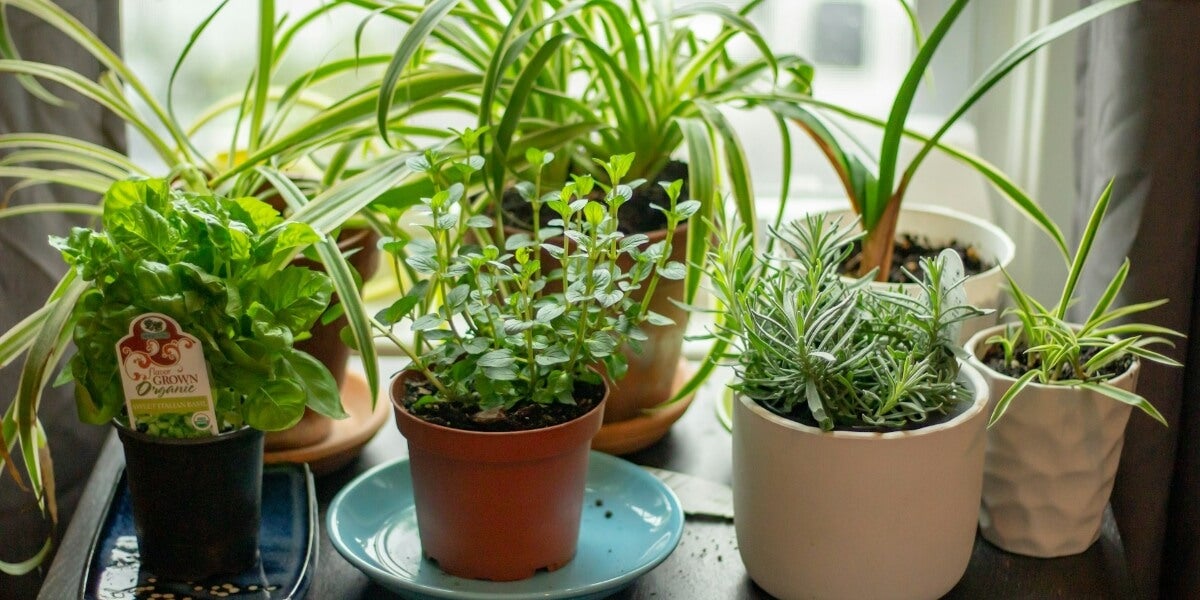 8 Tips to Starting a Homestead Herb Garden in Any Season