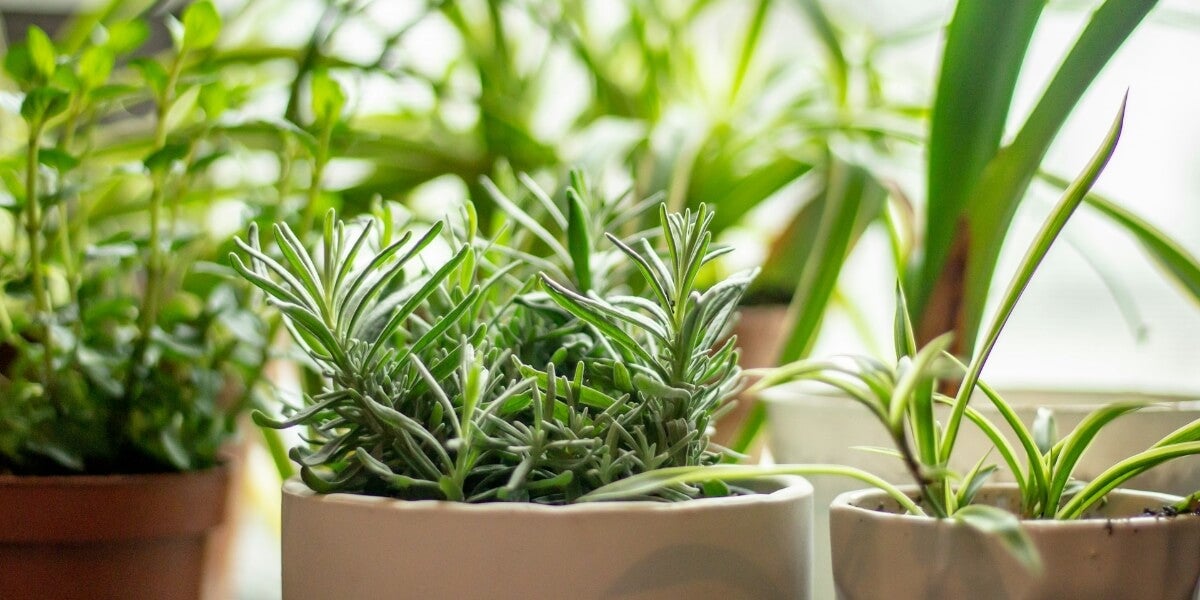 8 Tips to Starting a Homestead Herb Garden in Any Season