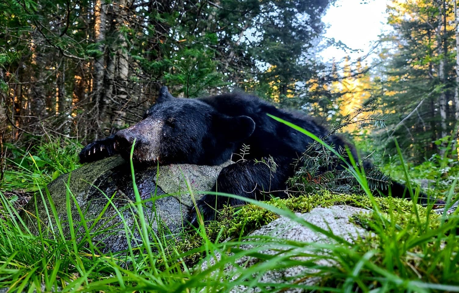 How Fast Do Black Bears Run? Speed Facts and Information