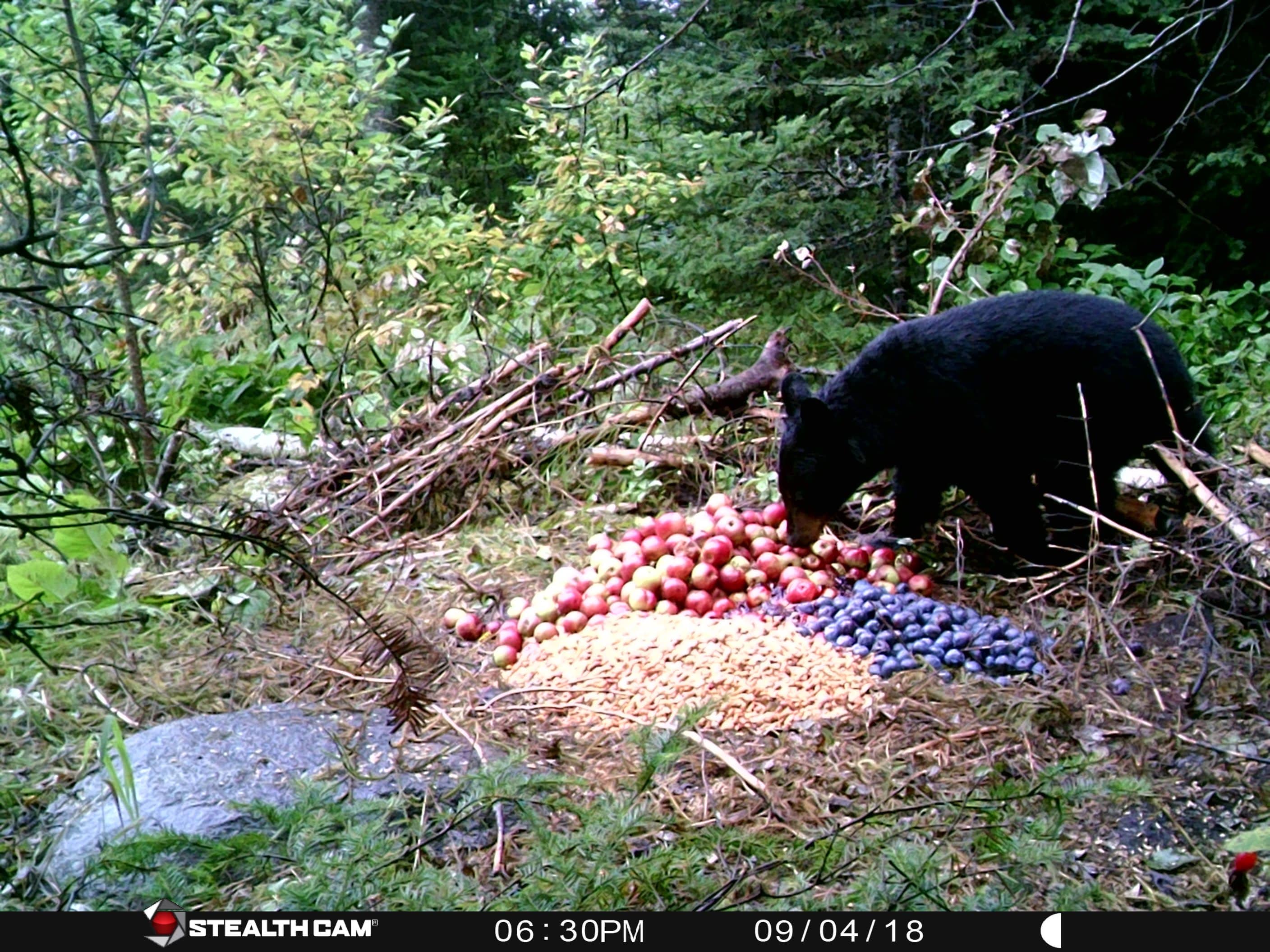 How Fast Do Black Bears Run? Speed Facts and Information