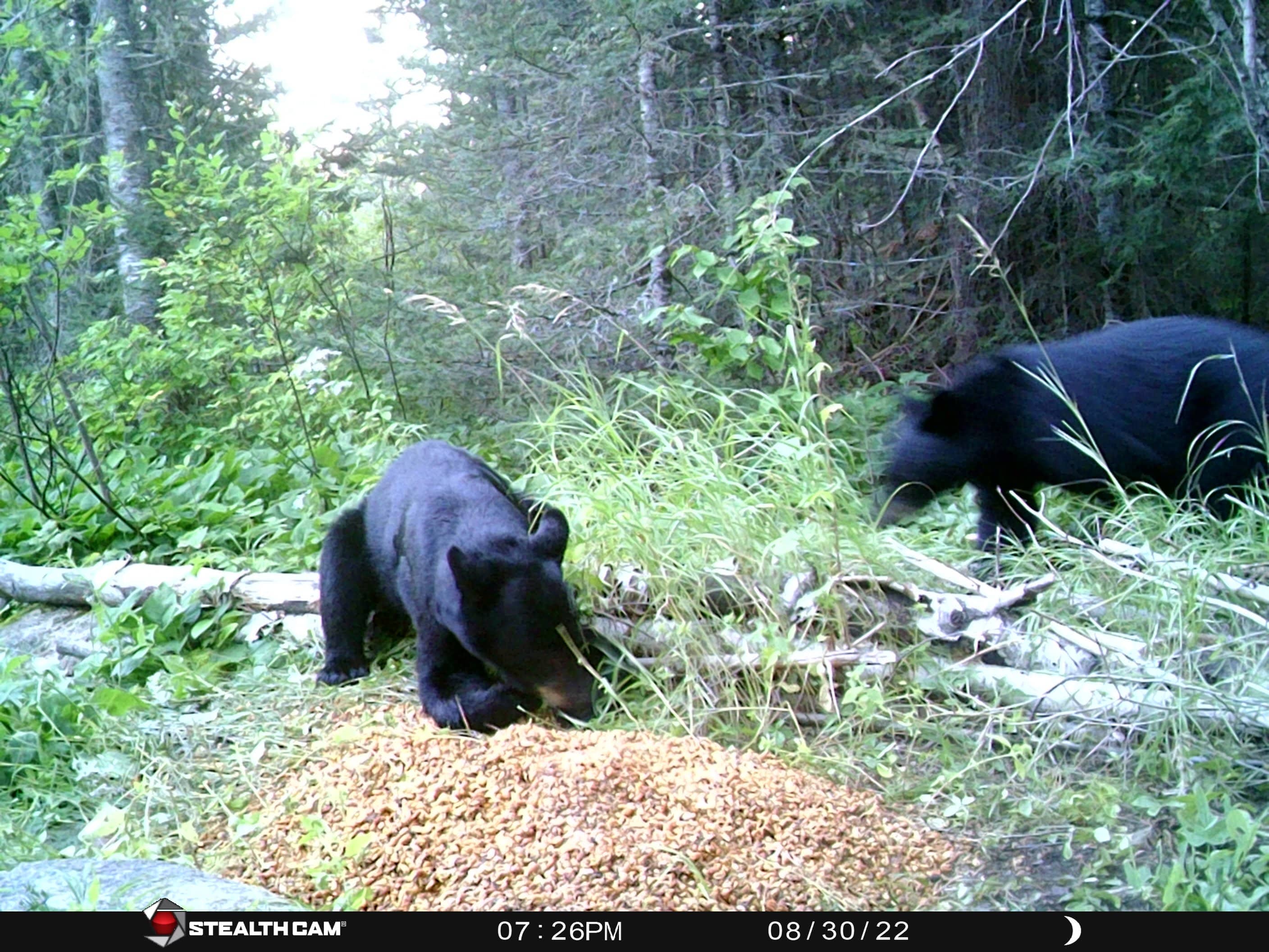 How Fast Do Black Bears Run? Speed Facts and Information