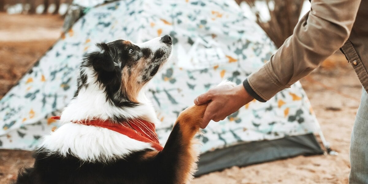 Ruffing It Safely: 7 Dog Protection Measures in the Great Outdoors