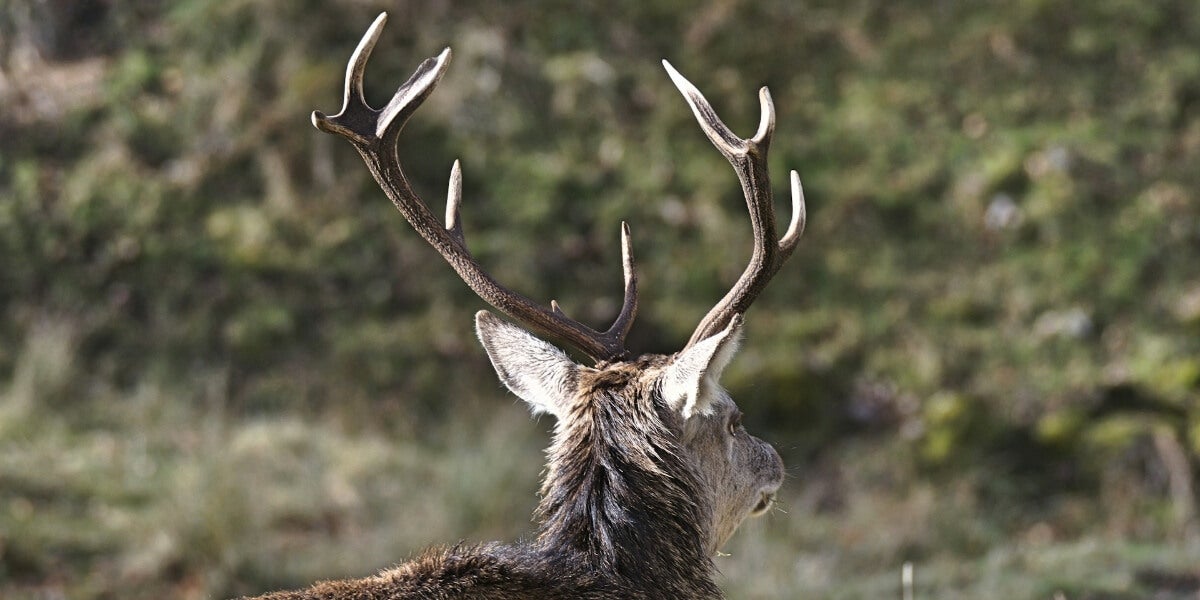 6 Tips to Master the Art of Shed Hunting - Find more Racks!