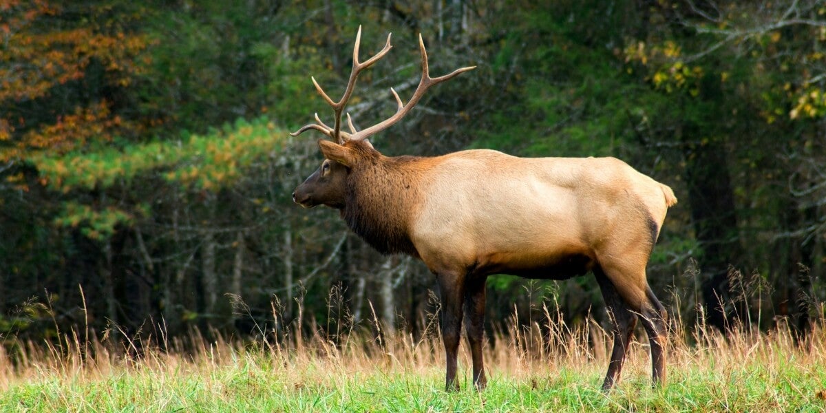 6 Tips to Master the Art of Shed Hunting – Find more Racks!