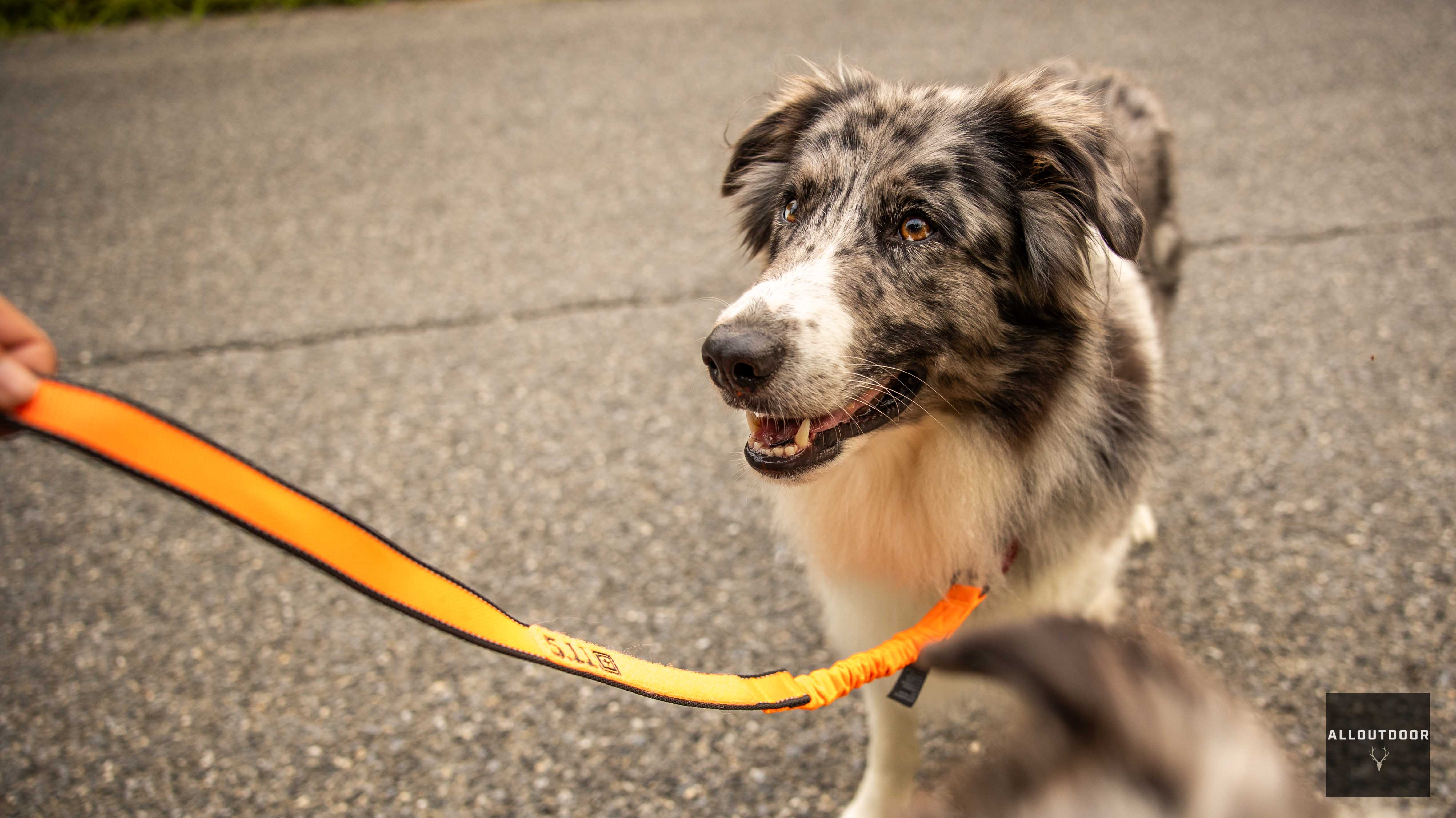 AllOutdoor Review - 5.11 Mission Ready Modular Dog Leash