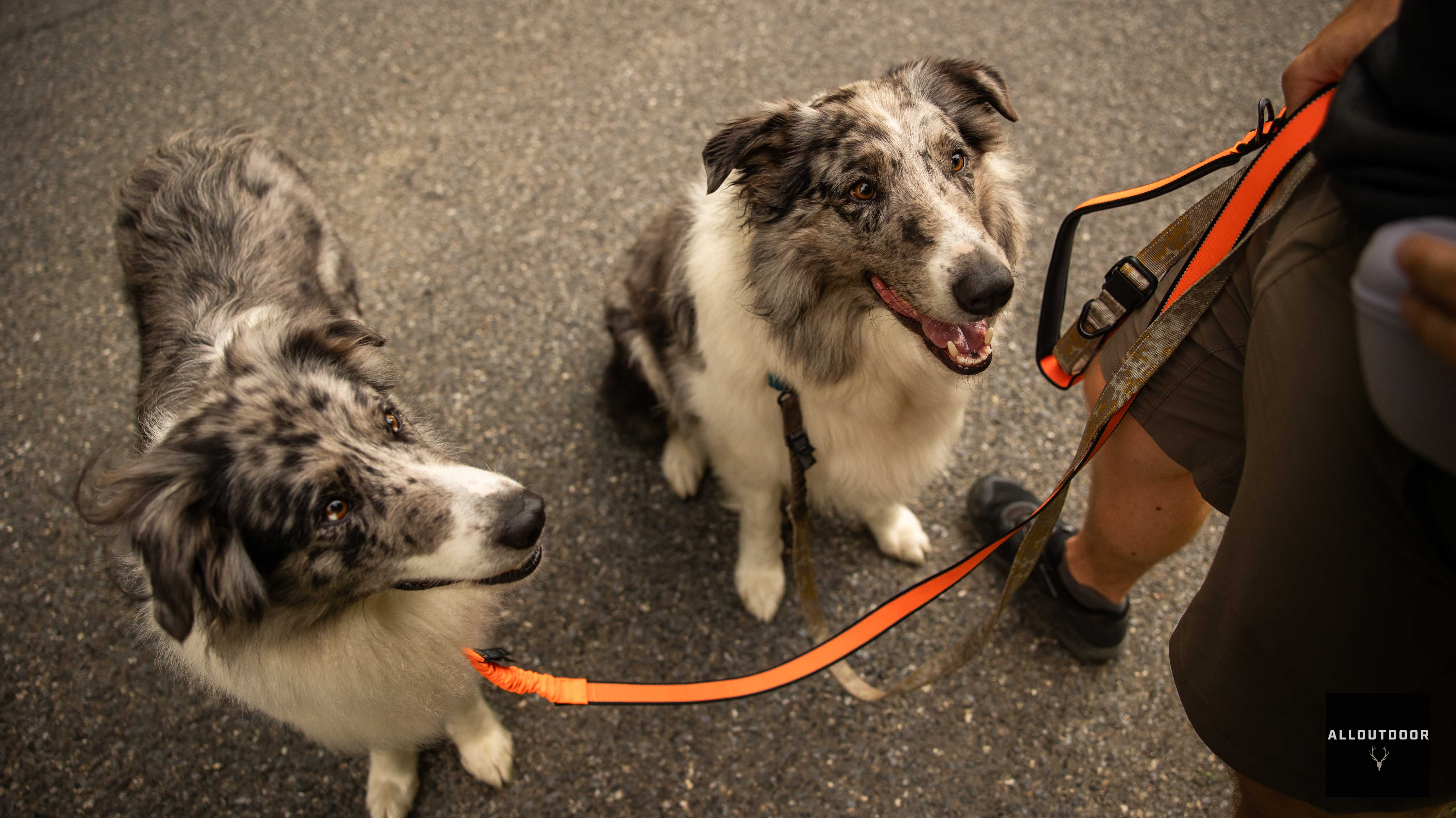 AllOutdoor Review - 5.11 Mission Ready Modular Dog Leash