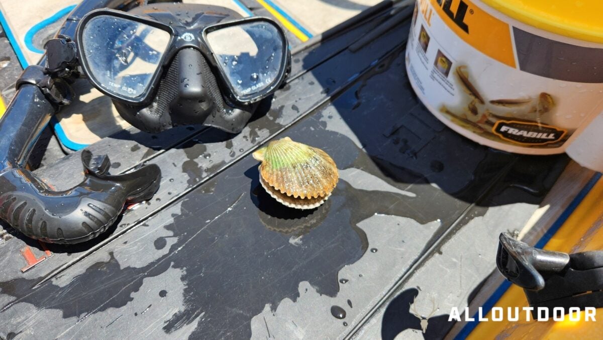 Kayak Scalloping Florida Bay Scallops in Port St. Joe in the Gulf of Mexico