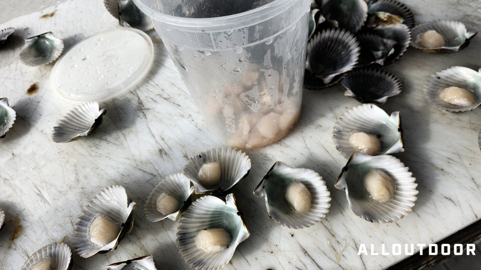 Kayak Scalloping Florida Bay Scallops in Port St. Joe in the Gulf of Mexico