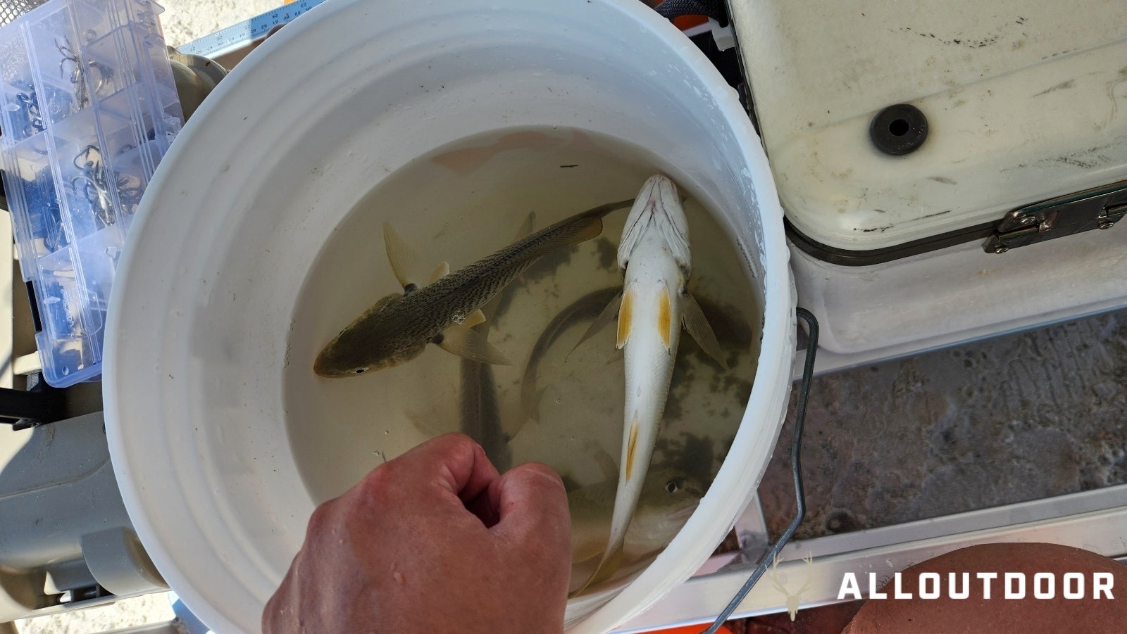 Cook Your Catch: Fish and Grits – Hardhead Catfish and Grunts