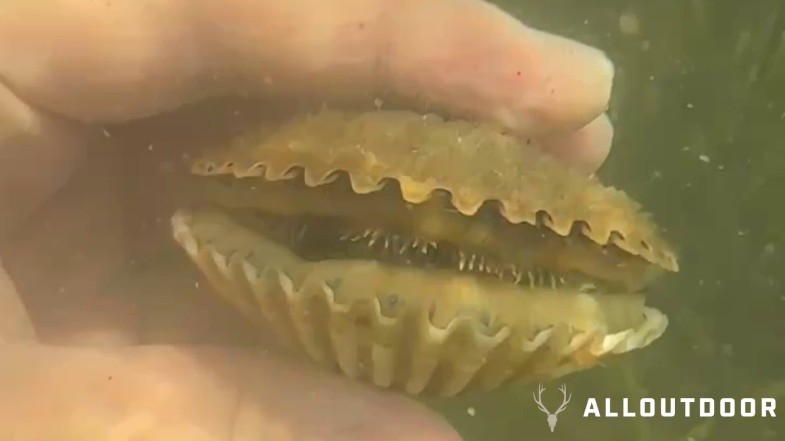 Kayak Scalloping Florida Bay Scallops in Port St. Joe in the Gulf of Mexico