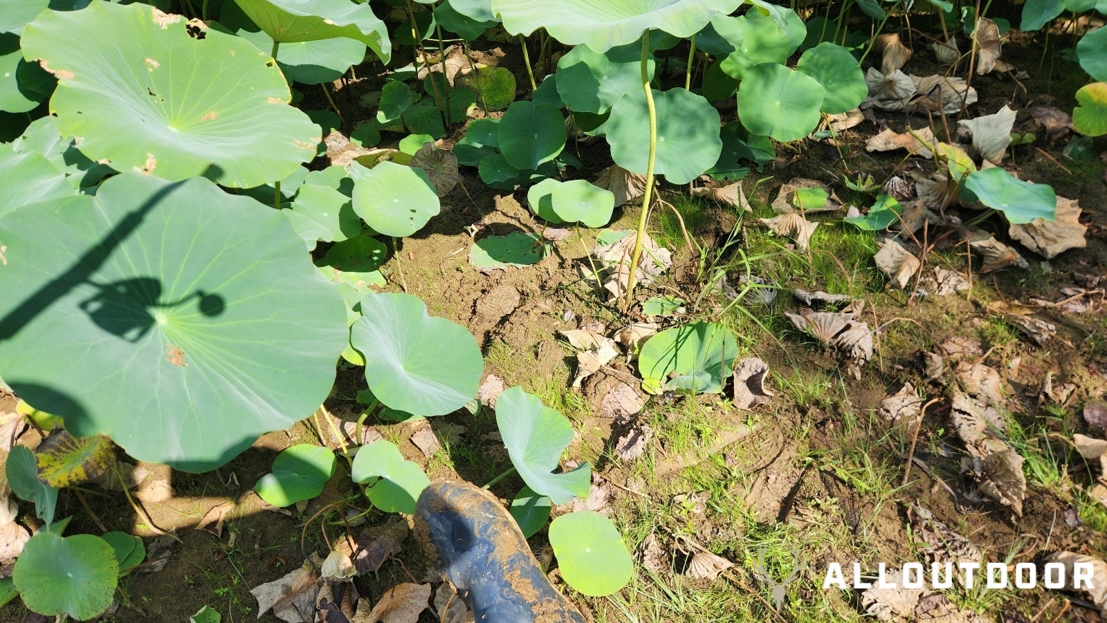 Harvesting & Cooking American Lotus - Graine A Voler