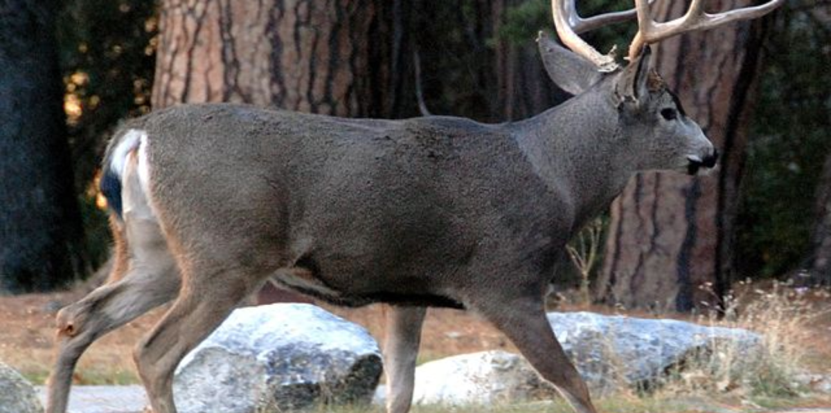 Whitetail vs Mule Deer