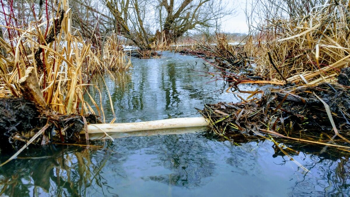 How to Trap a Beaver: Safe and Effective Methods Explained