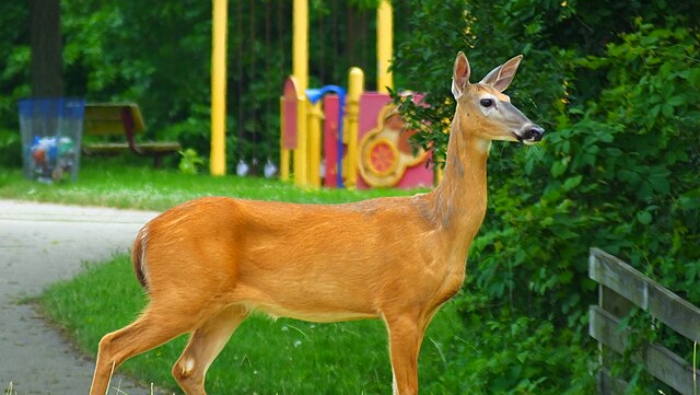 Whitetail vs Mule Deer