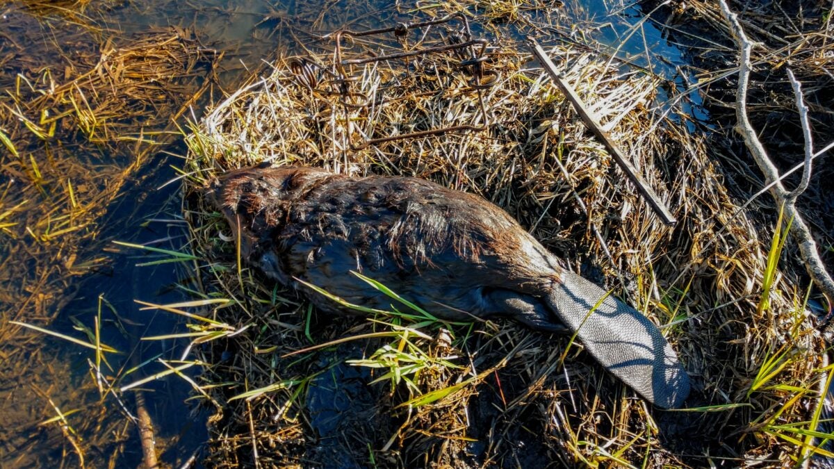 How to Trap a Beaver: Safe and Effective Methods Explained