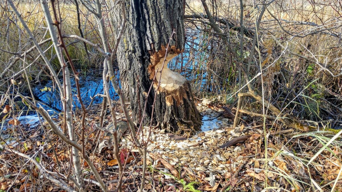 How to Trap a Beaver: Safe and Effective Methods Explained