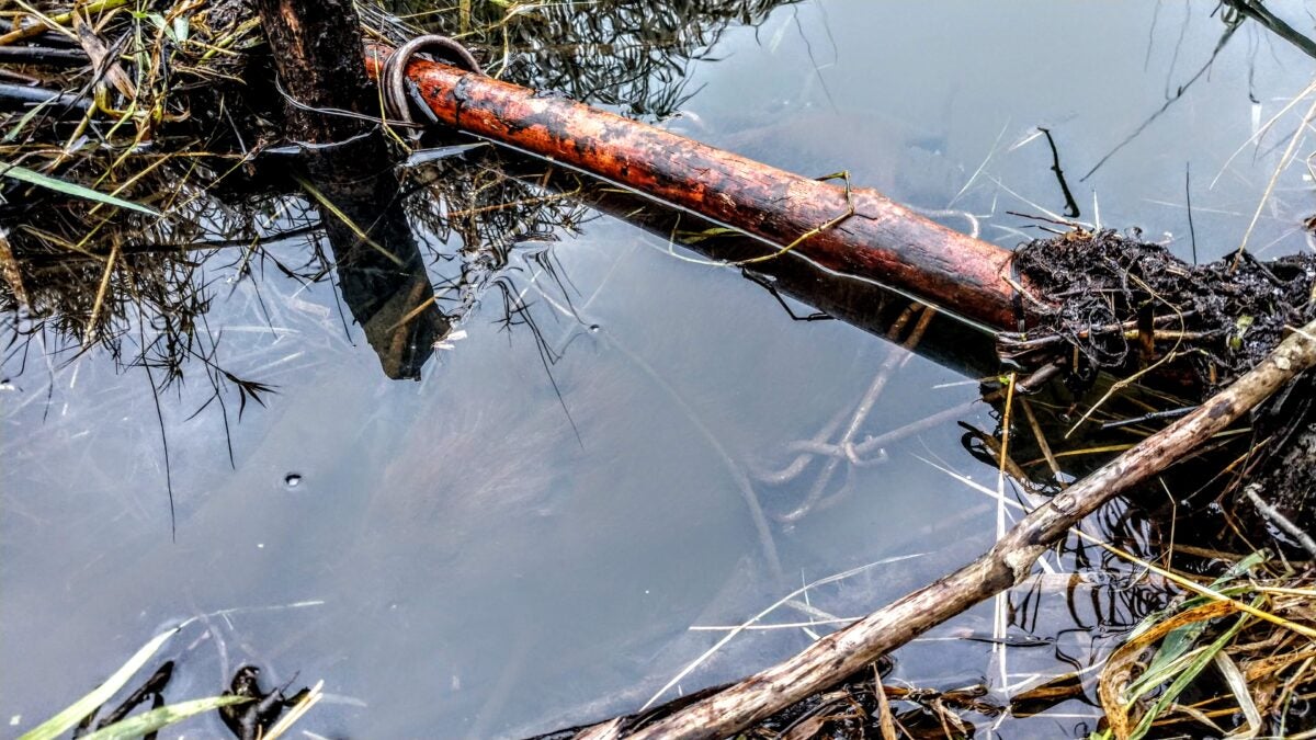 How to Trap a Beaver: Safe and Effective Methods Explained