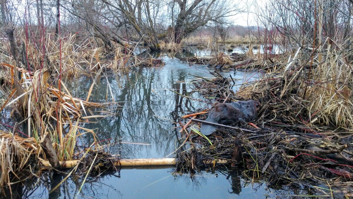 How to Trap a Beaver: Safe and Effective Methods Explained