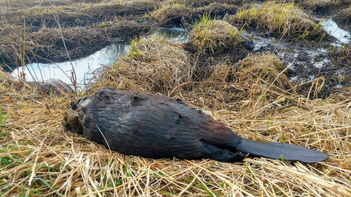 How to Trap a Beaver: Safe and Effective Methods Explained