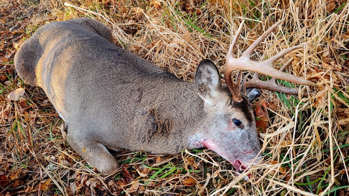 Whitetail vs Mule Deer