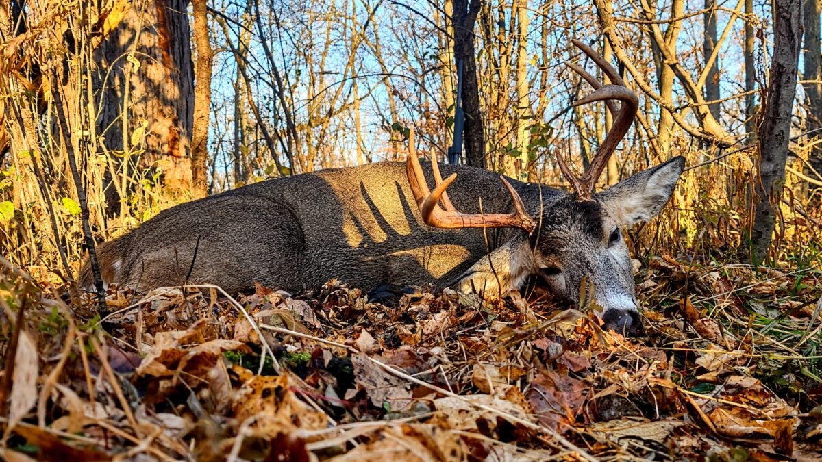 What Colors Can Deer See