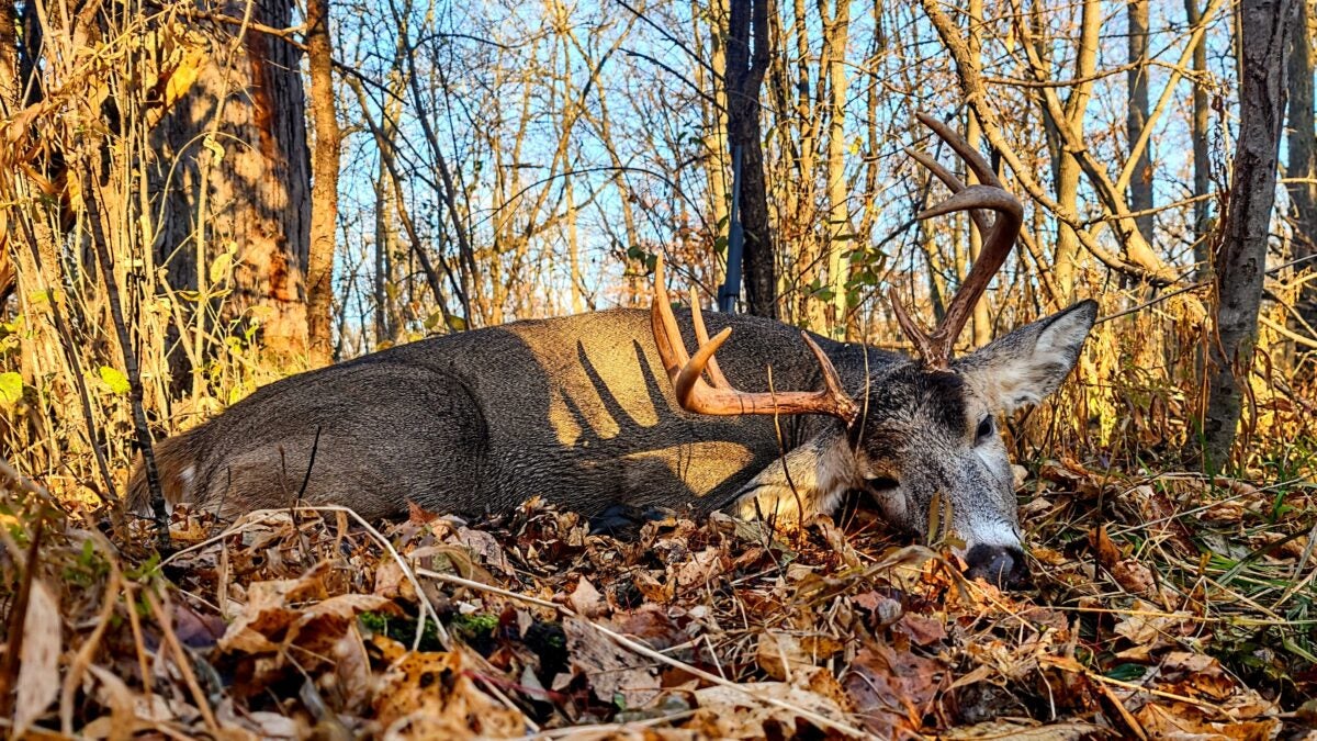 Whitetail vs Mule Deer