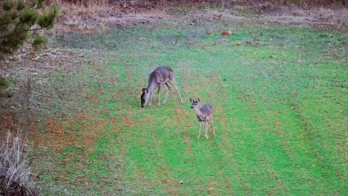 Whitetail vs Mule Deer