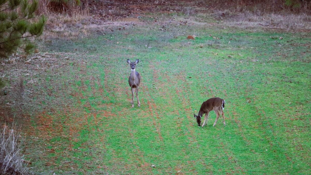 Whitetail vs Mule Deer