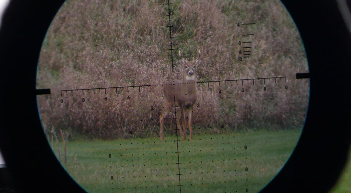 Whitetail vs Mule Deer