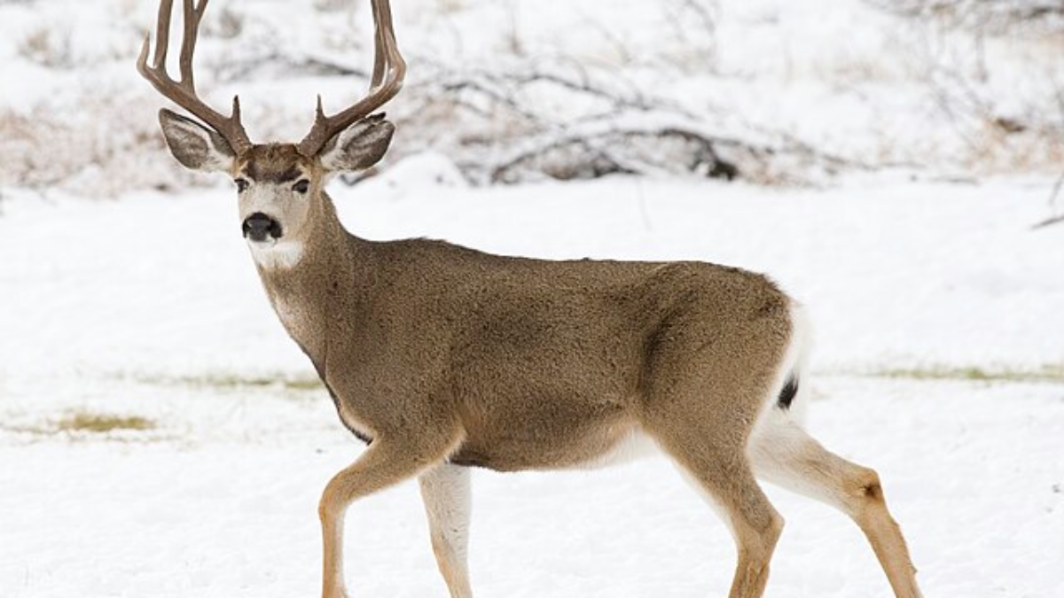 Whitetail vs Mule Deer