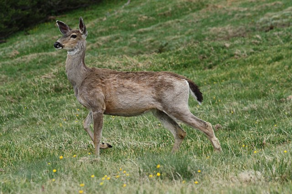 Whitetail vs Mule Deer