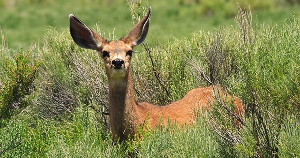 Whitetail vs Mule Deer