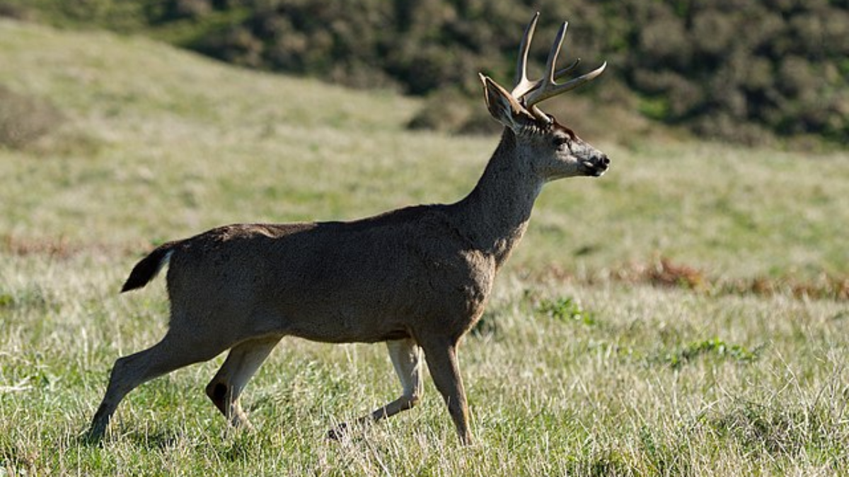 Whitetail vs Mule Deer