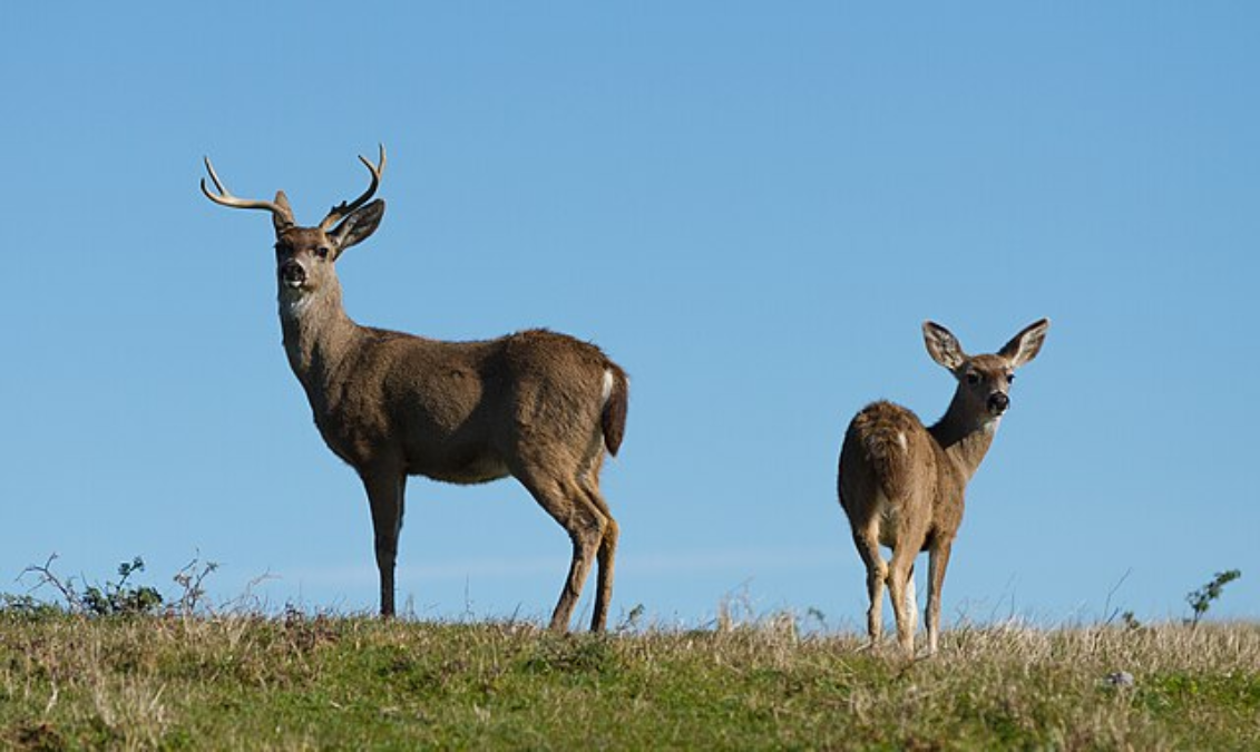 Whitetail vs Mule Deer