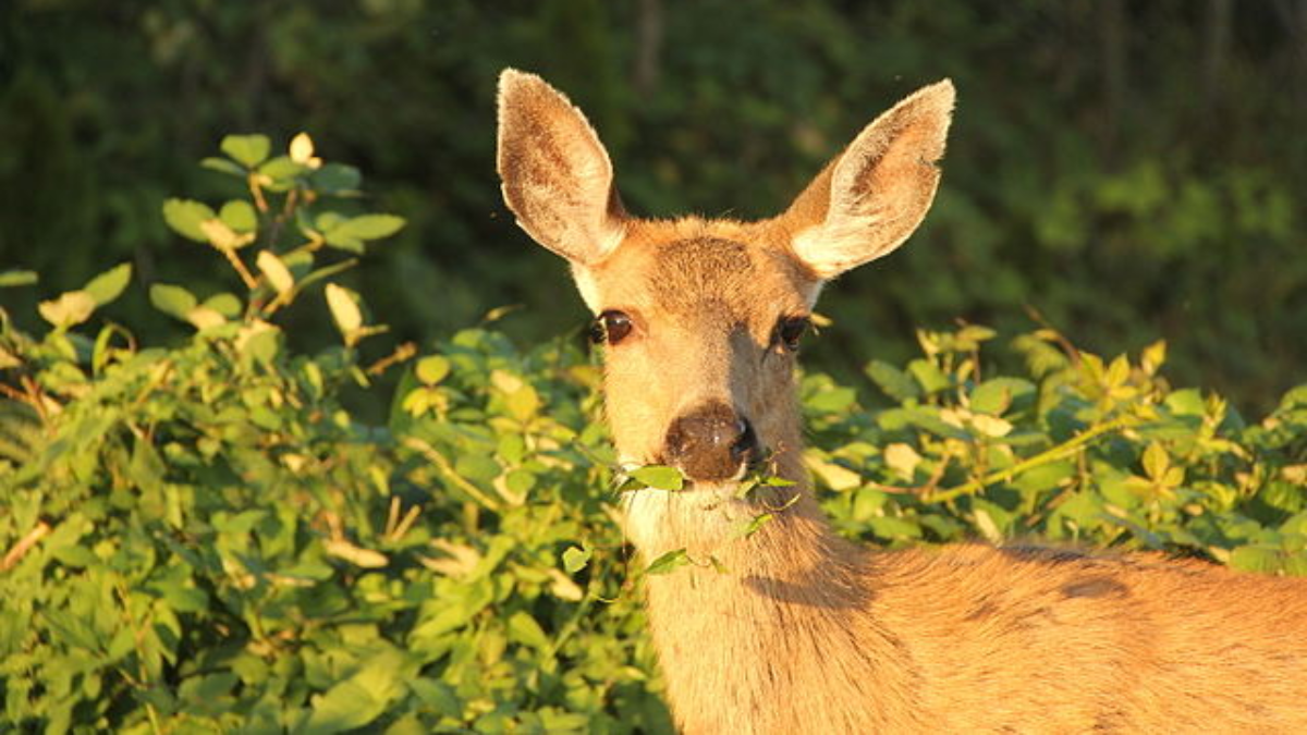 Whitetail vs Mule Deer