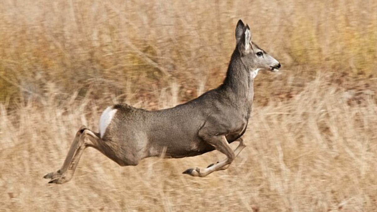 Whitetail vs Mule Deer