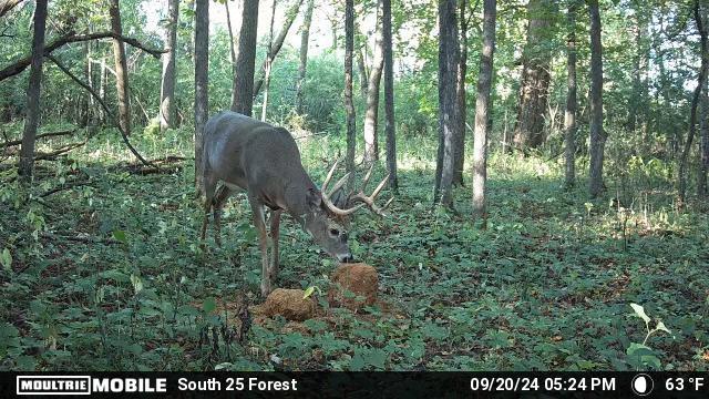 AO Review: Big & J Long Range Attractants - Bone Collector Block & Cube