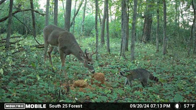 AO Review: Big & J Long Range Attractants - Bone Collector Block & Cube