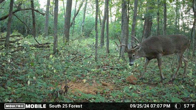 AO Review: Big & J Long Range Attractants - Bone Collector Block & Cube