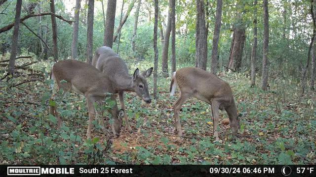 AO Review: Big & J Long Range Attractants - Bone Collector Block & Cube