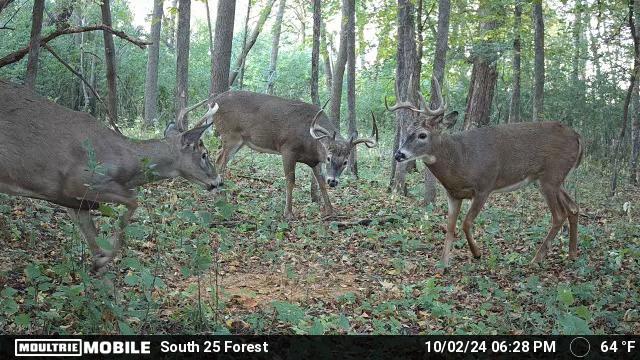 AO Review: Big & J Long Range Attractants - Bone Collector Block & Cube