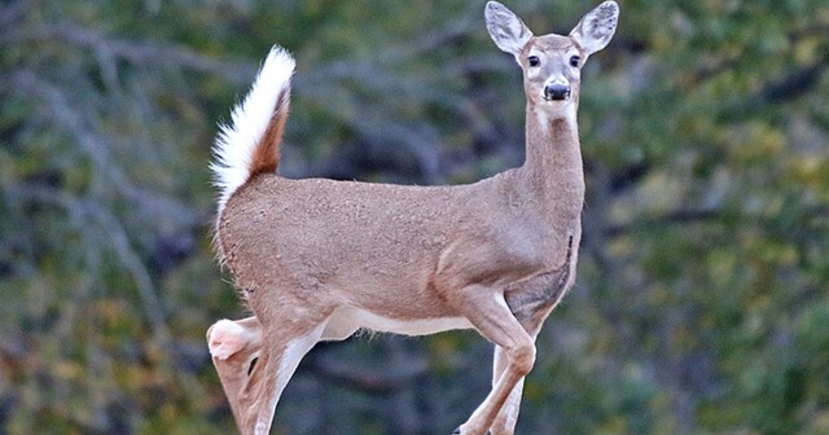 Whitetail vs Mule Deer