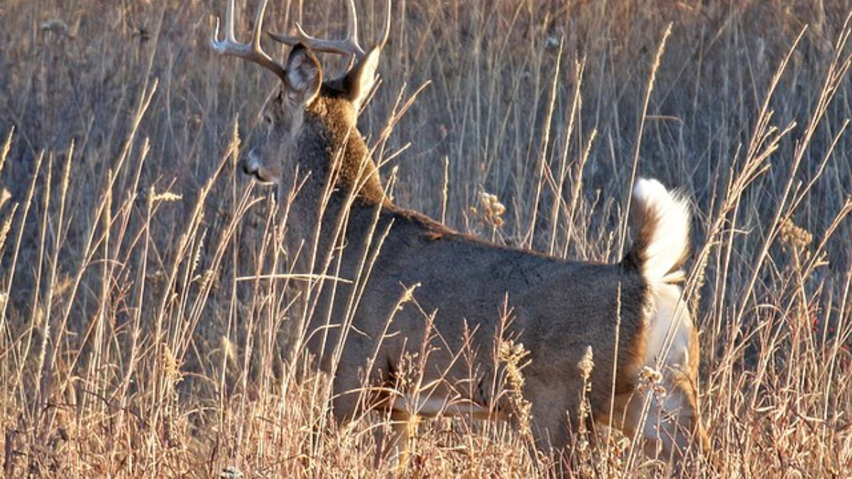 Whitetail vs Mule Deer