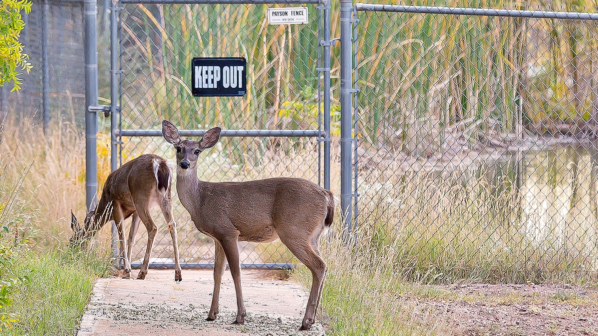 Coues Deer