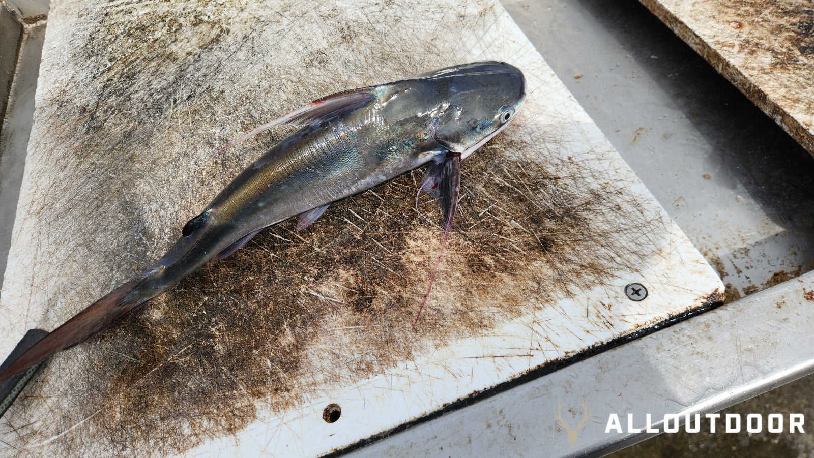 Cook Your Catch: From Trash Fish to Tasty Dish - Sail Catfish Po Boy