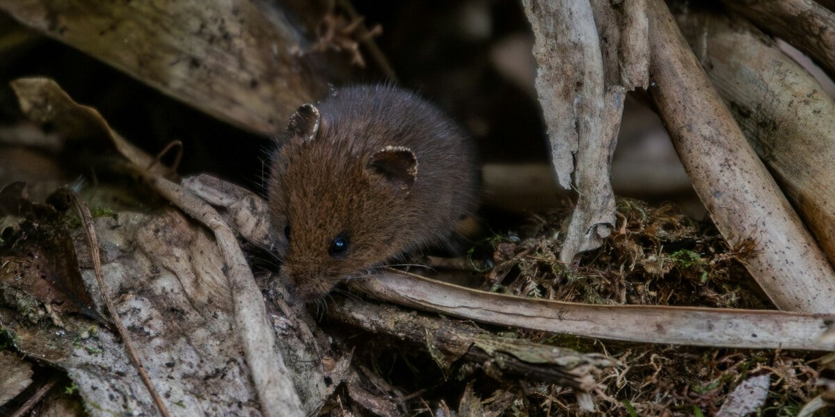 Defend your Homestead in opposition to Mice this Winter with these 5 Methods